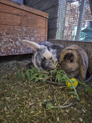 Haustiere Kaninchen  Bild 3