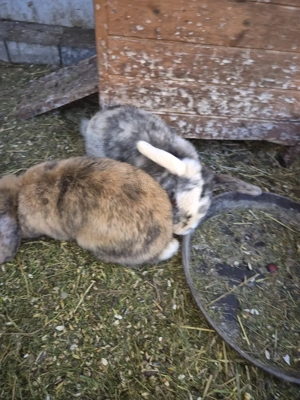 Haustiere Kaninchen  Bild 2