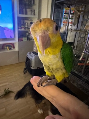 Rostkappenpapagei Handzahm