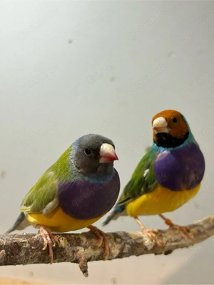 Gouldamadinen 7 Stück 