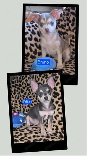 2 Welpen suchen ein neues zu Hause 