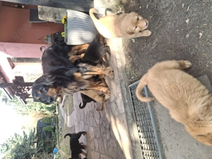 Wunderschöne blonde Hoverwartwelpen Rüden 