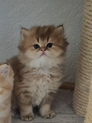 BKH BLH  Kitten Reinrassig mit Stammbaum 