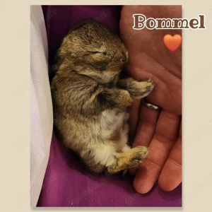 Kleines Kaninchen Baby Boy Bommel