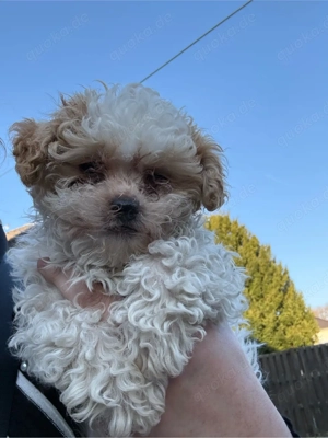 männliche Hund Malteser, zum verkaufen