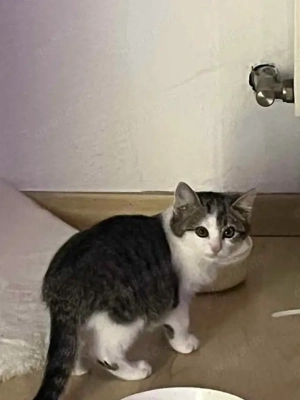 Liebevolles zuhause für harley 