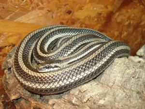 Elaphe dione (Dionenatter) Russland verschiedene Lokalformen