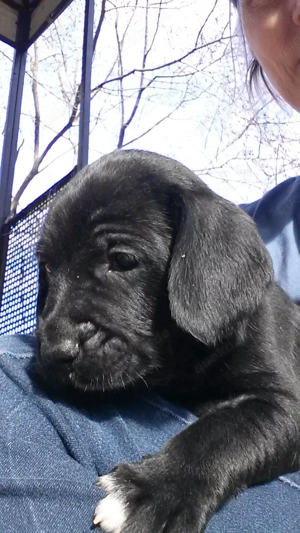Welpen, Mischlinge Mittelschnauzer Labrador AKTUALISIERTE FOTOS