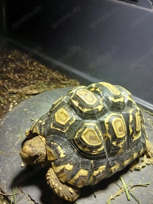 Pantherschildkröten (Pardalis Babcocki)