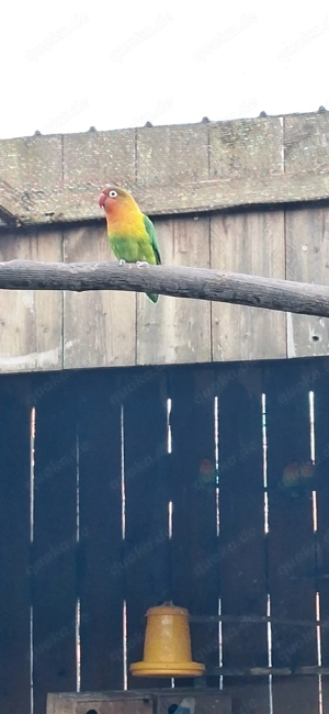 Agaponiden,Pfirsichköpfchen,Unzertrennliche 