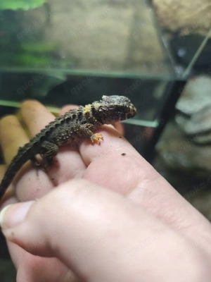 Baby Buschkrokodil "Tribolonotus gracilis"  5 Monate alt