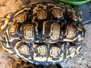 Pantherschildkröten (Pardalis Babocki)