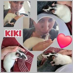 Osterangebot Ratten Weibchen sehr lieb und zahm