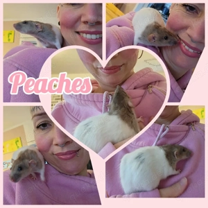 Osterangebot Ratten Mädchen sehr verkuschelt und kinderlieb 