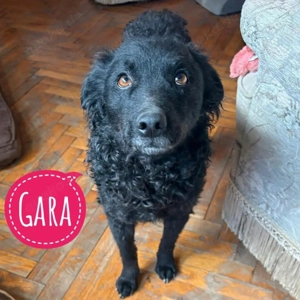 Gara, bildhübsche und verschmuste Kroatische Schäferhündin