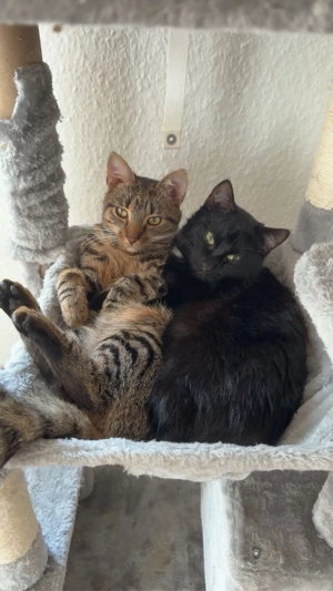 Zwei liebevolle Kater suchen gemeinsam ein Zuhause 