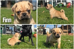 Mopswelpen.  Retro - Altdeutsche Mops 