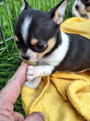 Chihuahuawelpen (weiblich und männlich) suchen ein neues zu Hause