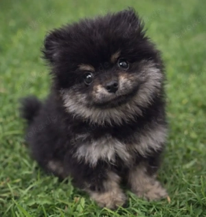 Pomeranian Welpen