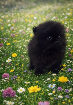Pomeranian Welpen