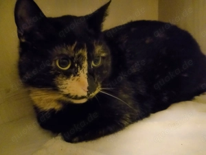 Zuhause gesucht mit Freigang.