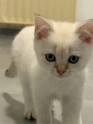 Wunderschöne BKH Kitten mit blauen Augen abzugeben     