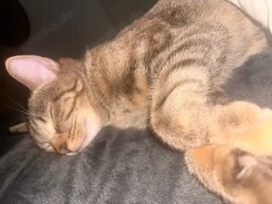 katze zu verkaufen Bild 2