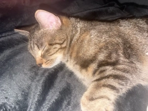 katze zu verkaufen Bild 4