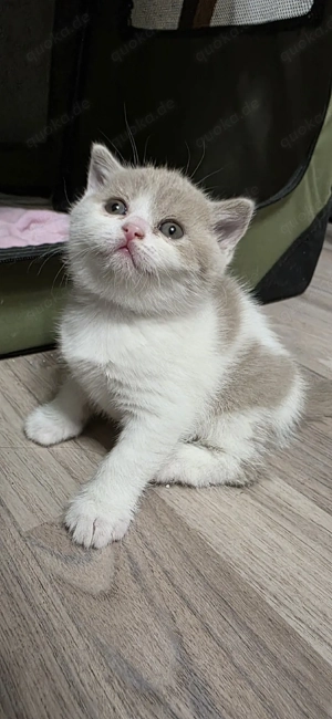 Reinrassige BKH Kitten mit Stammbaum