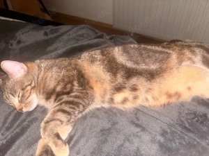 katze zu verkaufen Bild 3