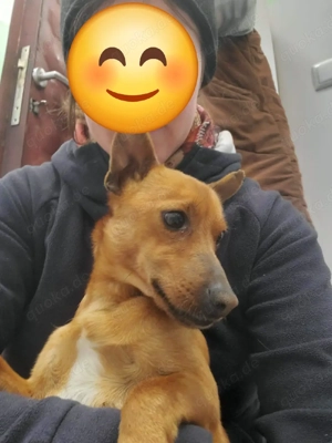 Mogli, kleiner Pinscher Rüde 