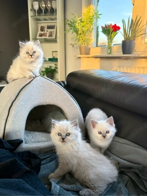 3 süße Ragdoll-BKH-Mischlingskätzchen suchen ein Zuhause   