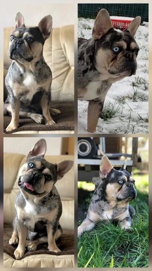 Französische Bulldogge Rüde