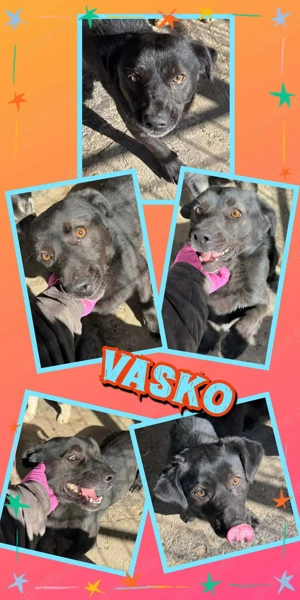 kleiner, lieber, menschenbezogener Rüde "Vasko" sucht ein schönes Zuhause