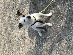 Sensibler, kleiner Nougat .......