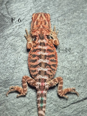 Bartagamen (Pogona vitticeps) M W