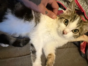 Babykitten junge und Mädchen 