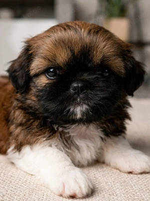 Shih-Tzu Welpen Abholbereit. 