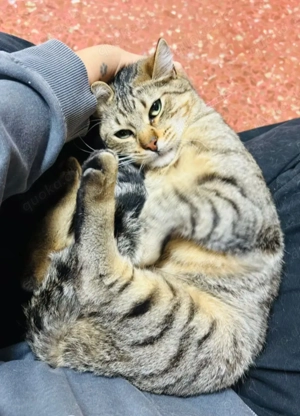 Pachi - Verschmuster Tiger sucht harmonische Familie  Bild 6