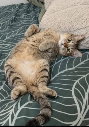 Pachi Verschmuster Tiger sucht harmonische Familie 