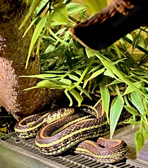TOP!! 1.1 Thamnophis eques eques Zuchtpaar, 3 Jahre alt