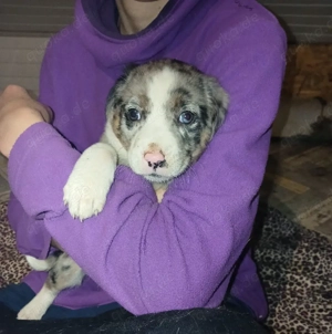 Fiby 2 monate noch in Rumänien 