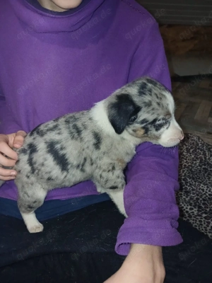 Fiby 3 monate noch in Rumänien 