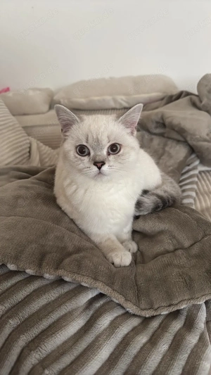 Mädchen Katze britisch kurzhaar weiß mit blauen Augen 