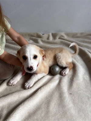 Kleine Welpen aus dem Tierschutz suchen Zuhause