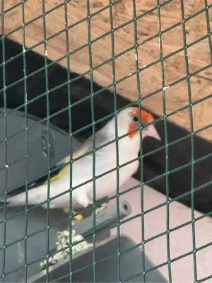 Stieglitz zu verkaufen