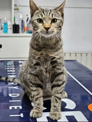 Tucker Verspielter Kater sucht spielfreudige Familie 