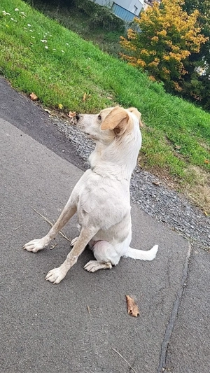 Bibi  1jahr sucht neues Körbchen  Bild 3
