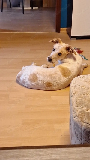 Bibi  1jahr sucht neues Körbchen  Bild 2