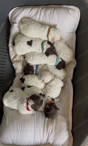Lagotto Romagnolo Welpen 
